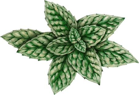 feuilles de thé illustration